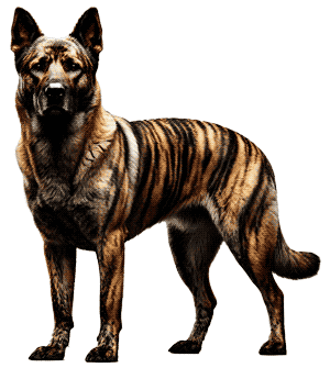 Tiger Brindle Shepherd: El Pastor de Rayas Únicas