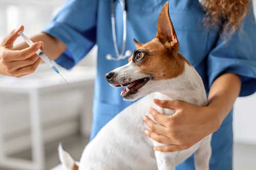 Todo lo que Necesitas Saber sobre las Vacunas para Perros