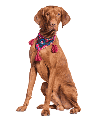 Vizsla: El Perro Húngaro de Elegancia y Energía