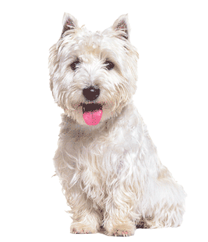 West Highland White Terrier: Guía Completa y Datos Curiosos