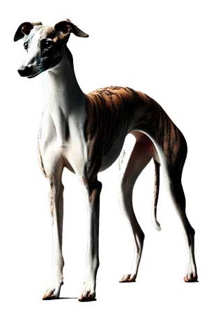 Whippet: Elegancia y Velocidad en el Mundo Canino