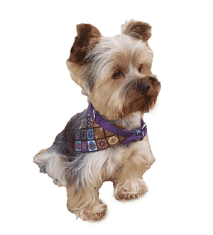 Yorkshire Terrier: Un Pequeño Gigante de Carácter y Encanto