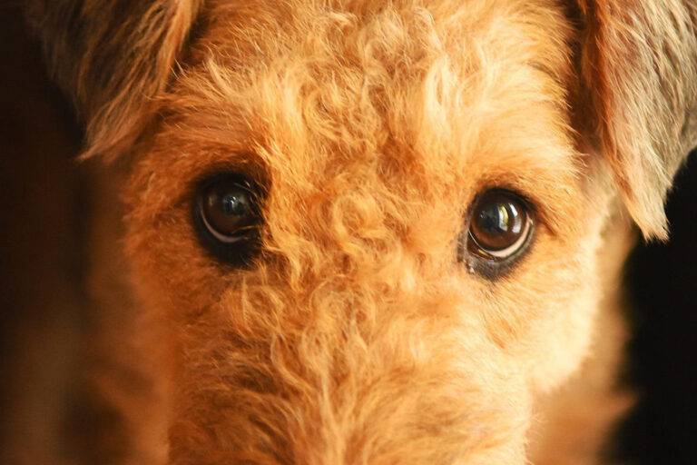 apariencia de un Airedale terrier