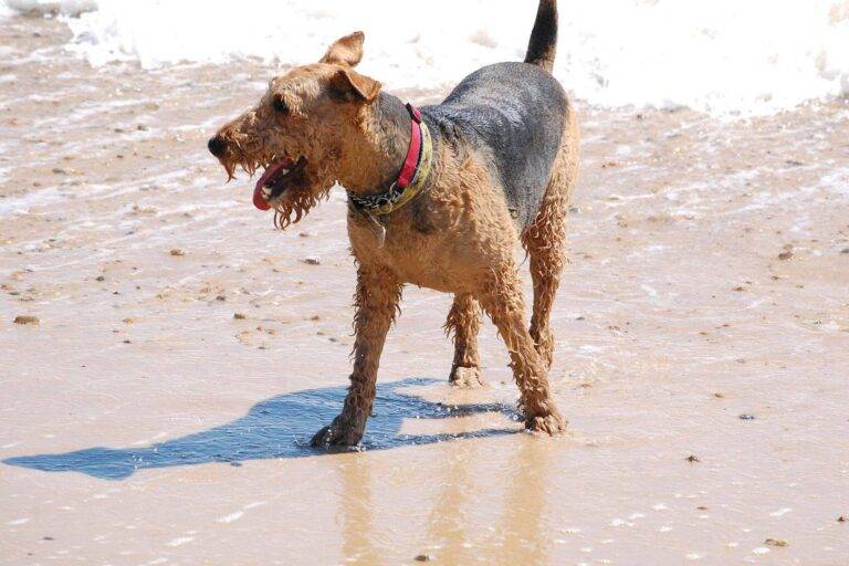 cuidados de un Airedale terrier