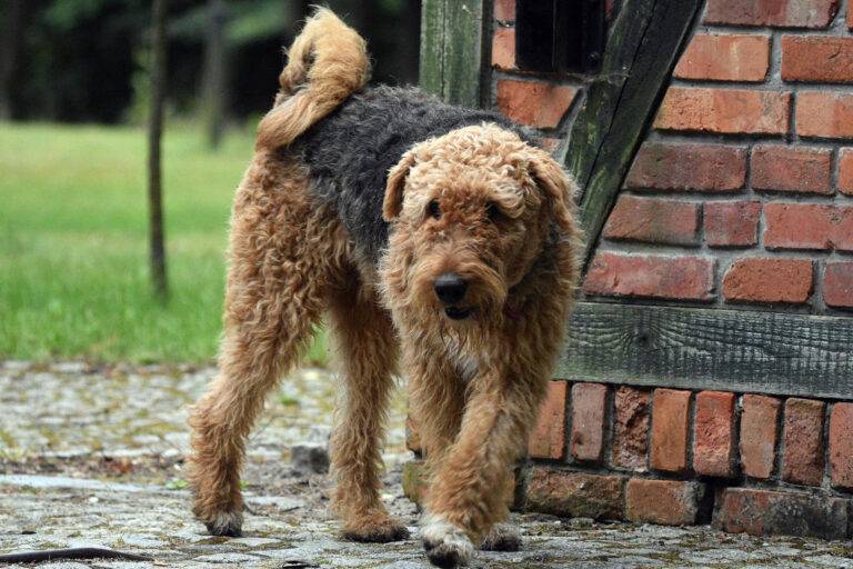 caracter de un Airedale terrier