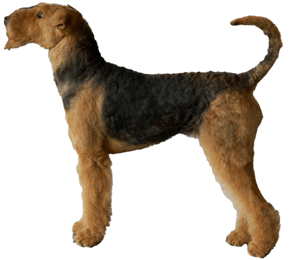 Airedale terrier