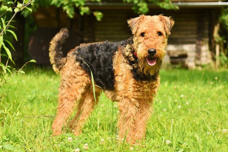 Origen del Airedale terrier
