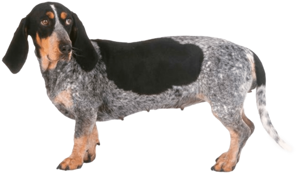 Basset azul de Gascuña