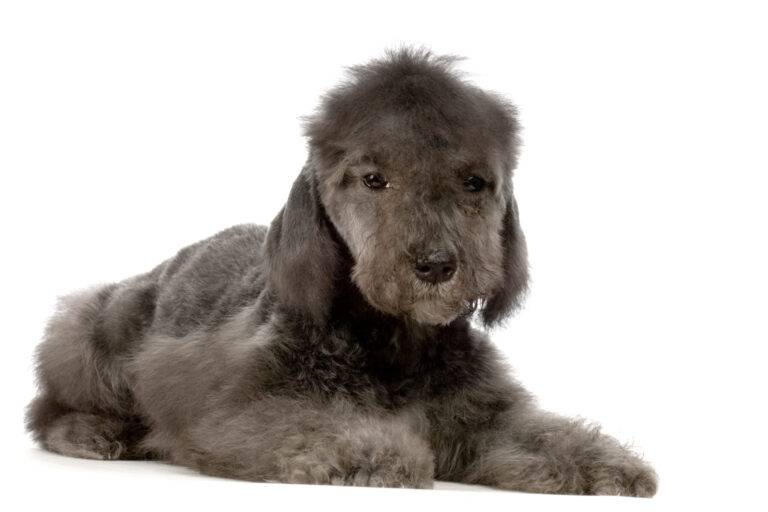problemas de salud del Bedlington terrier