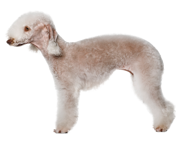 Bedlington terrier