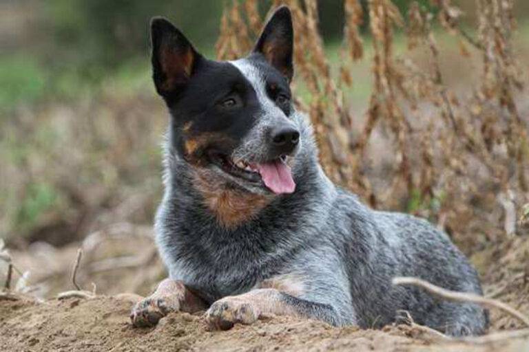 temperamento del Boyero australiano de Stumpy Tail