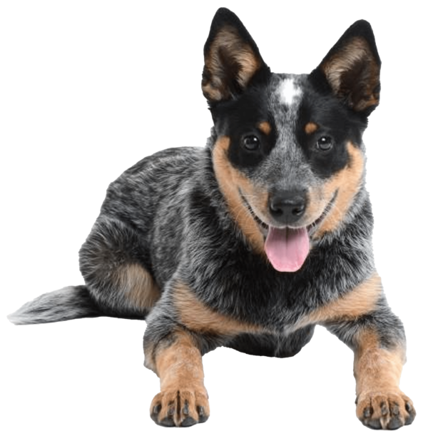 Boyero australiano de Stumpy Tail