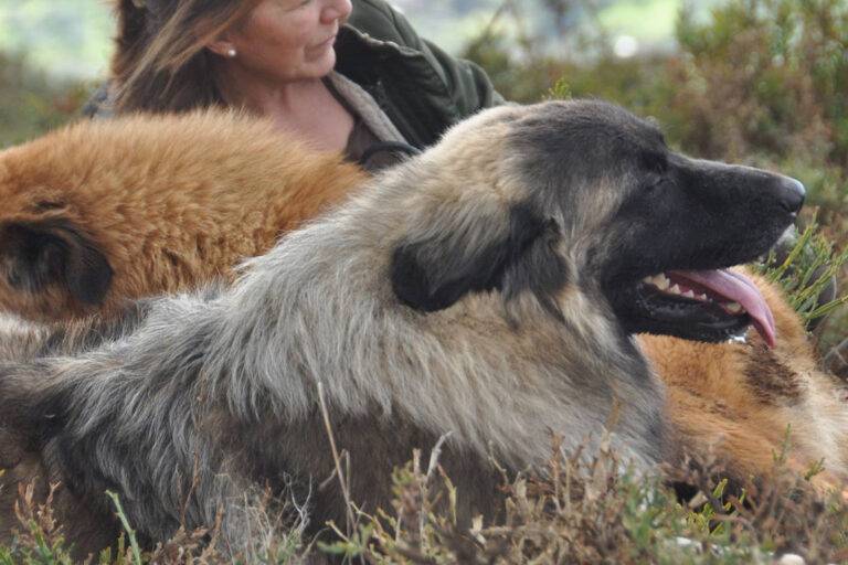 criaderos de Cão da Serra da Estrela