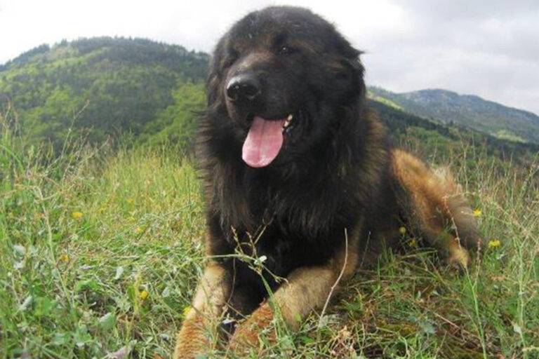origen del Cão da Serra da Estrela