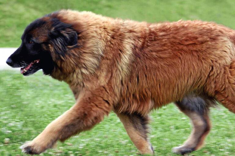 salud del Cão da Serra da Estrela