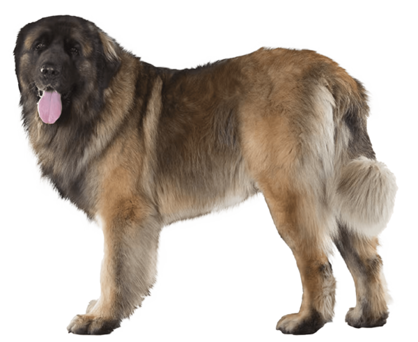 Cão da Serra da Estrela