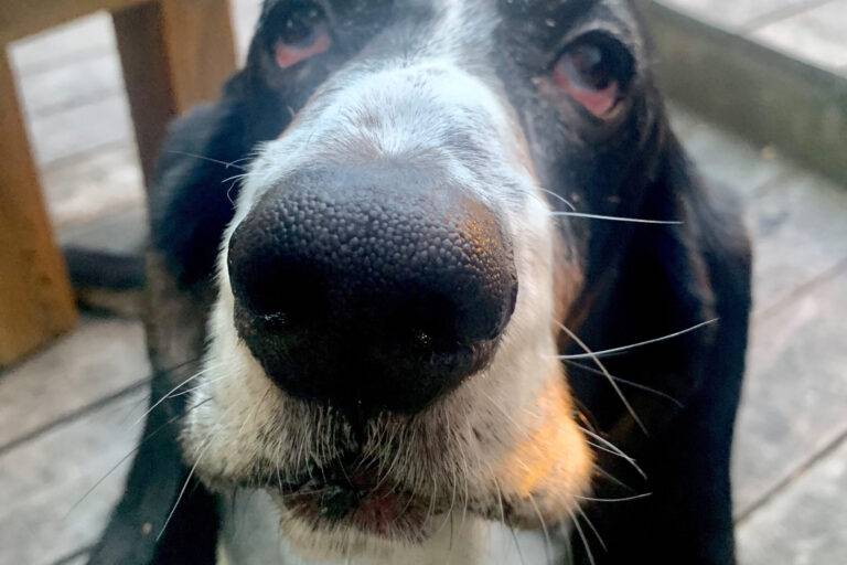 cuidados con el basset azul de gascuña