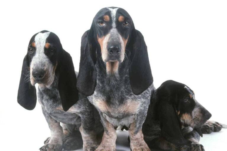 tamao del basset azul de gascuña