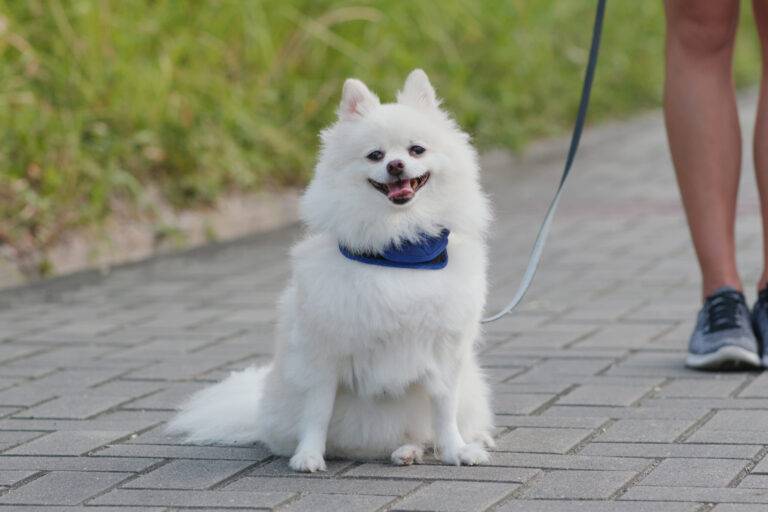 Cuidados del pomerania