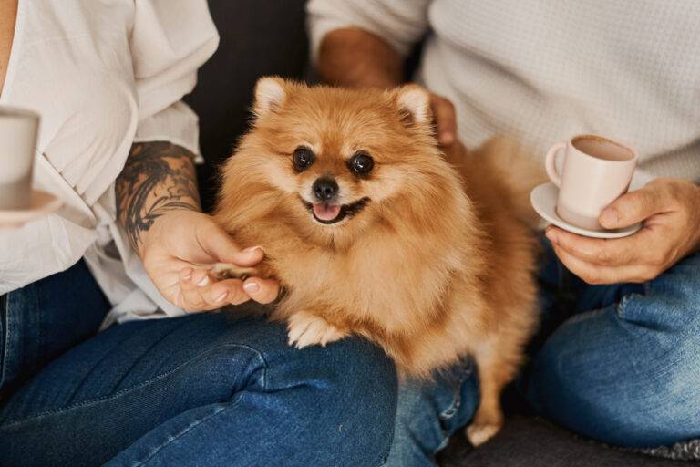 comportamiento del pomerania