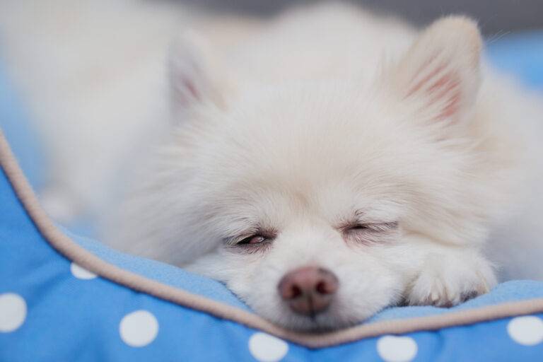 problemas de salud del pomerania