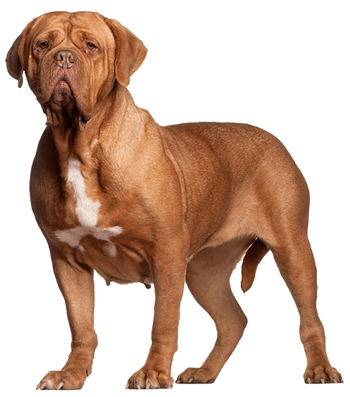 Dogo de Burdeos