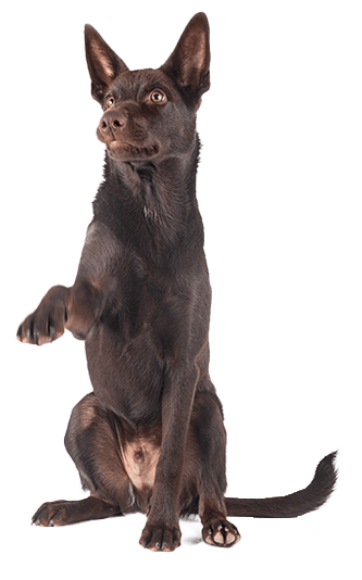 Kelpie Australiano