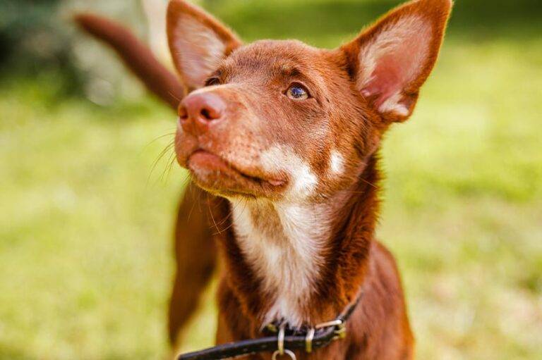 salud del Kelpie Australiano
