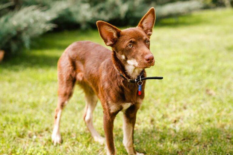 temperamento del Kelpie Australiano