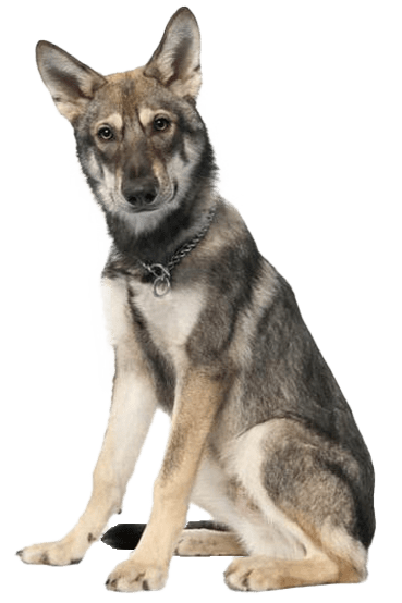 Lobito herreño