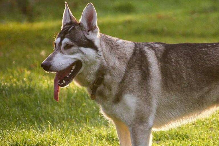 temperamento del Lobito herreño