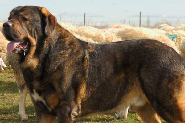 Mastín español | Perrosss.com