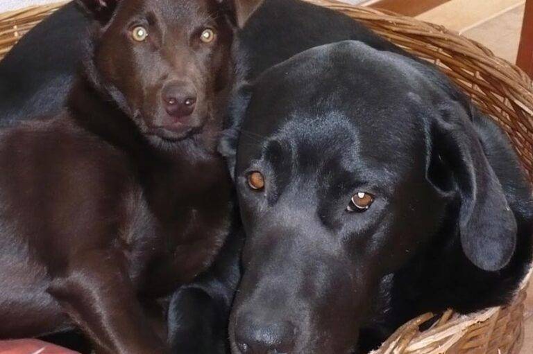 adoptar un Pastor mallorquín o Ca de bestiar