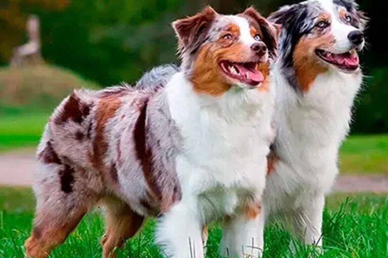 colores de los Pastor ovejero australiano