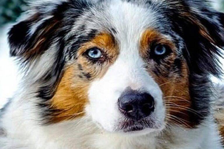 temperamento del Pastor ovejero australiano