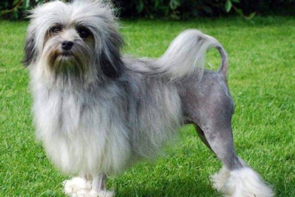 Pequeño perro león | Perrosss.com