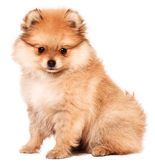 Pomeranian