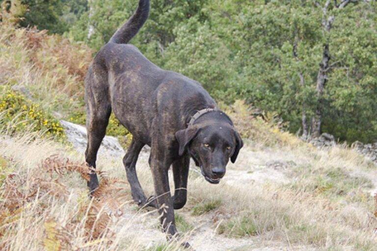 el Perro de Castro Laboreiro es de trabajo