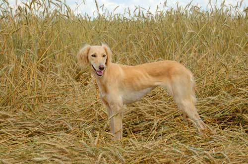 Saluki aspecto