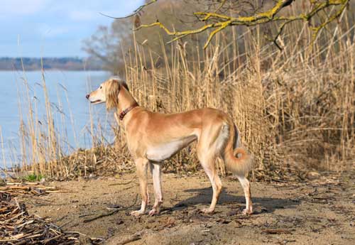 Saluki cuidados