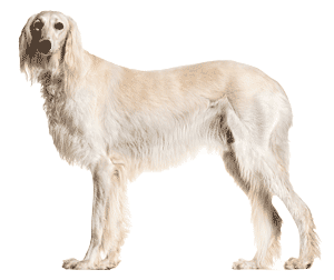 Saluki