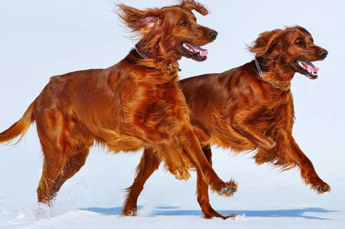 Setter irlandés comportamiento