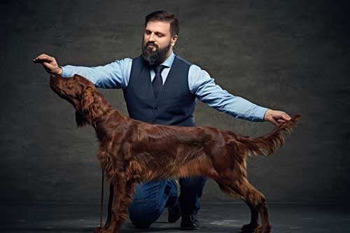 Setter irlandés aspecto