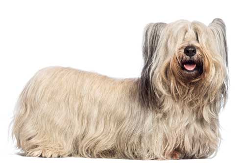 Skye terrier apariencia física