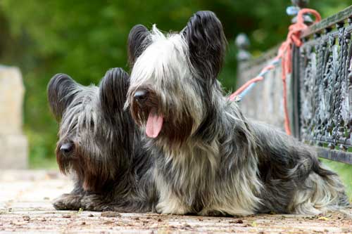 Skye terrier historia