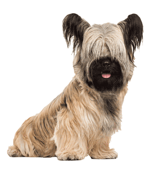 Skye terrier