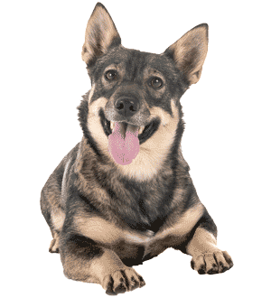 Vallhund sueco