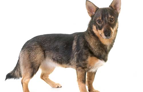 Vallhund sueco apariencia