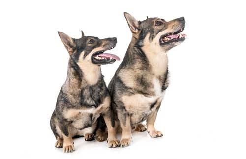 Vallhund sueco familia