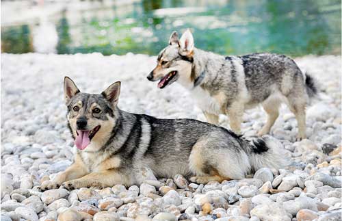 Vallhund sueco historia